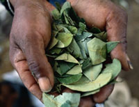 20061118032635-hoja-de-coca.jpg